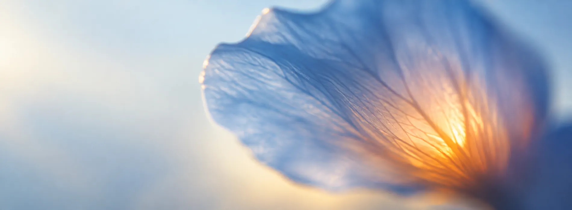 A backlit blue flower petal glowing orange at its centre