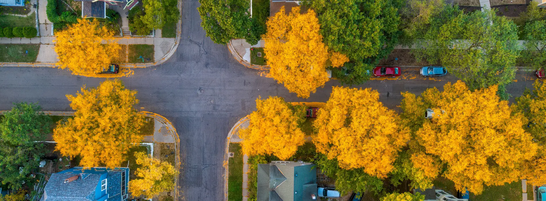An aerial view of a residential street lined with bright yellow autumn trees, with houses and parked cars along it